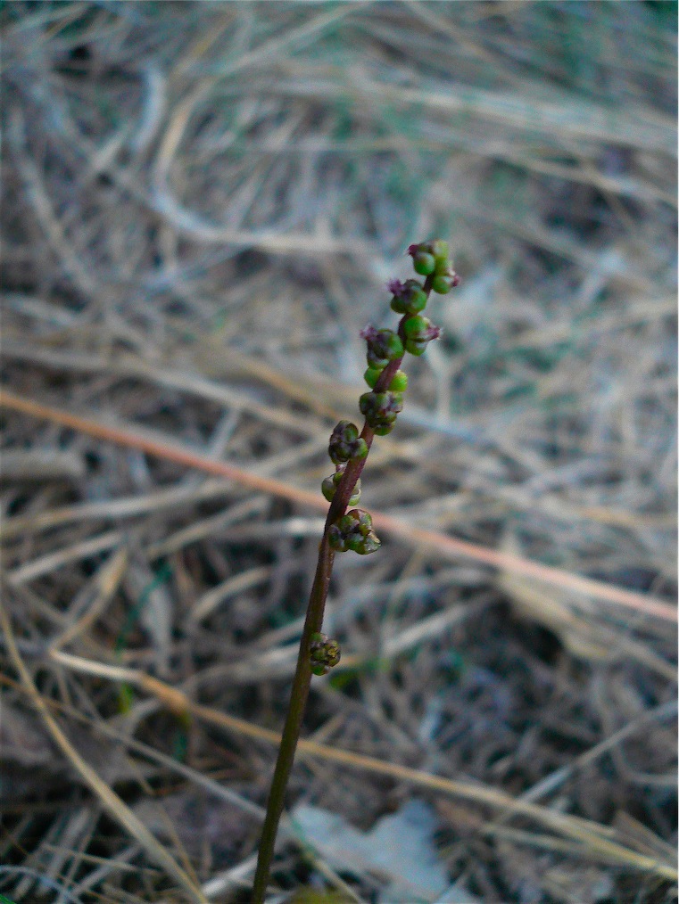 Triglochin laxiflorum / Giucastrello meridionale